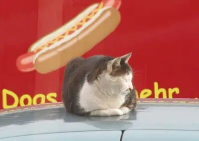 katzen moegen hotdogs foodtruck biblis